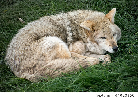 オオカミ シンリンオオカミ 寝顔 狼の写真素材