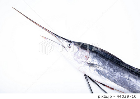 バショウカジキ 魚 カジキの写真素材 バショウカジキ 魚 カジキの写真素材