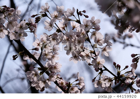 下から見た桜の写真素材