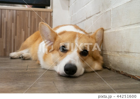 コーギー 犬 動物 おしりの写真素材