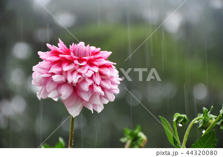 ダリア 花 雨 雫の写真素材