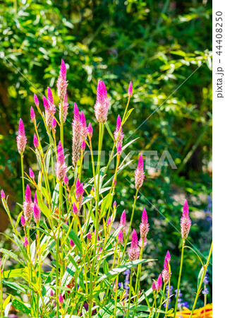 ケイトウ アジアンガーデン 花 花畑の写真素材