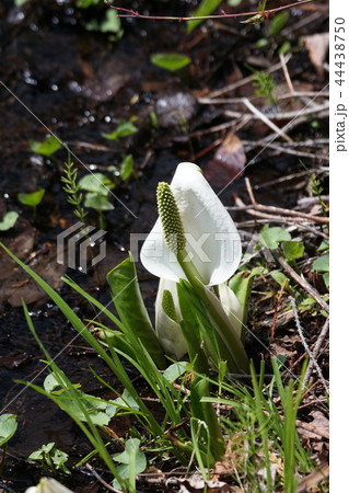 オモダカ 花 白色 植物の写真素材