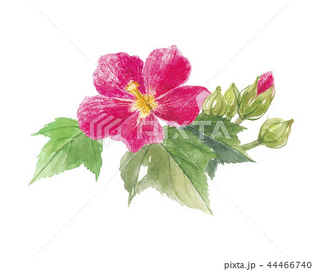木芙蓉のイラスト素材 - PIXTA