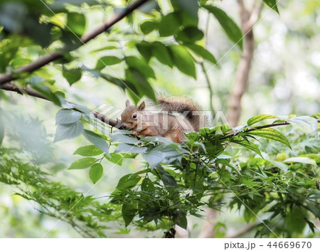 リス 睡眠 眠る 寝るの写真素材
