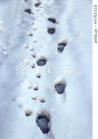 犬の足跡 雪 積雪 白色の写真素材