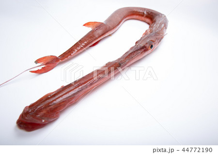 ヤガラ 赤矢柄 赤簳魚 簳の写真素材