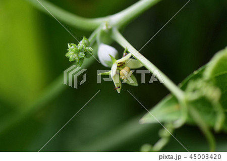 ハヤトウリの花の写真素材