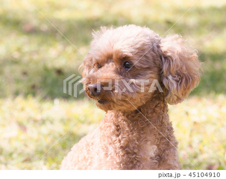 犬 横顔 トイプードル かわいいの写真素材