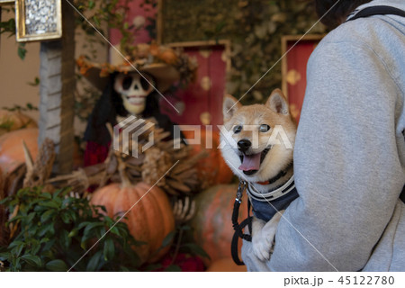 ハロウィン 柴犬 かわいい 犬の写真素材