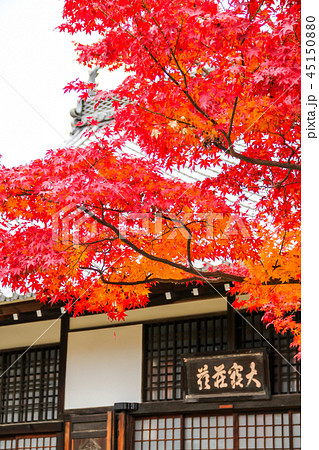 卍山道白 寶樹林の写真素材