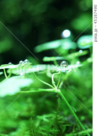 アクアリウム 水草 気泡 水槽の写真素材