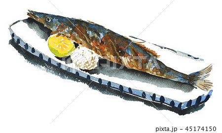 サンマ 焼き魚 さんま 大根おろしのイラスト素材