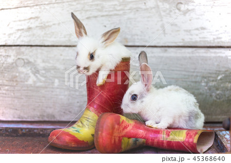 うさぎ 子うさぎ 可愛い 動物の写真素材