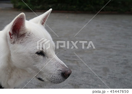 犬 紀州犬 犬の顔の写真素材