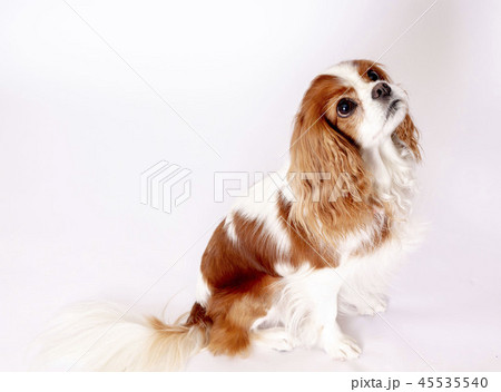 キャバリアキングスチャールズコッカースパニエル キャバリア 小型犬 犬の写真素材