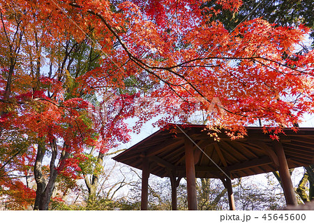 秋 紅葉 沼田城址公園 もみじの写真素材