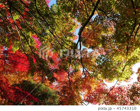 カエデ イタヤカエデ 葉 紅葉の写真素材