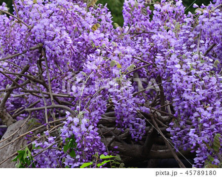 紫の花 春の花 咲き誇る花 季節の花の写真素材