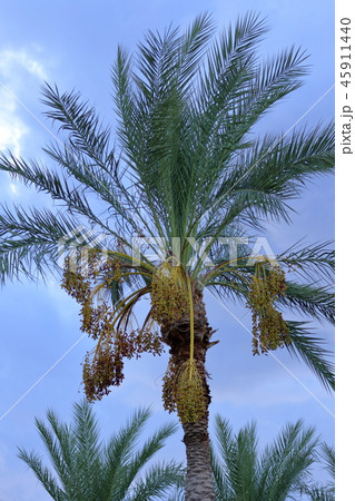 葉 観葉植物 フェニックス 植物の写真素材