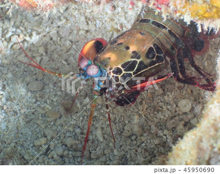 カマキリエビの写真素材