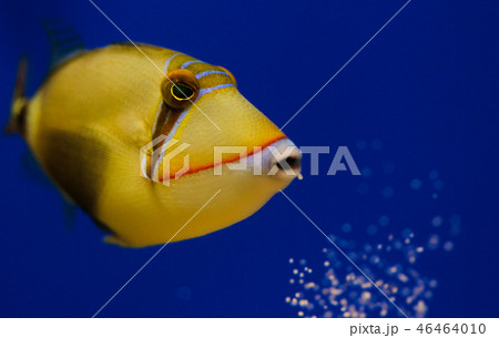 ムラサメモンガラ モンガラカワハギ 海中 沖縄の写真素材