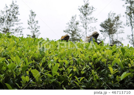 スリランカ 茶畑 茶摘み 葉の写真素材