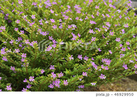 クフェア 花 常緑低木 植物の写真素材