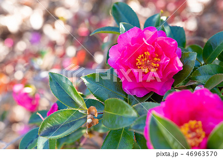 カメリア 花の写真素材