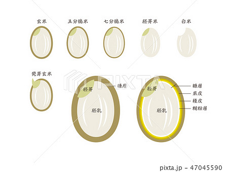 発芽玄米のイラスト素材