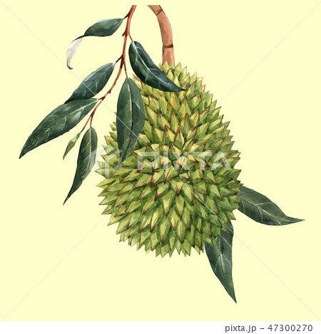 ドリアンのイラスト素材