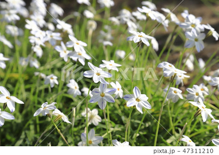 ベツレヘムの星 花の写真素材