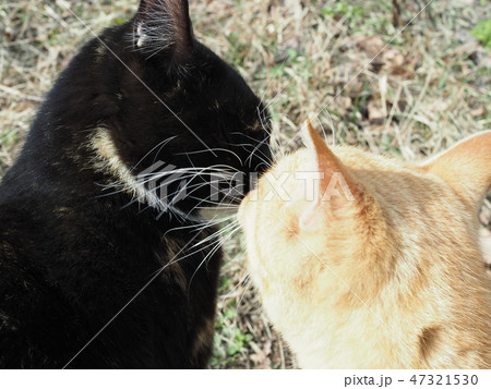 猫 キス 茶トラ 動物の写真素材