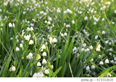 すずらんに似た花の写真素材