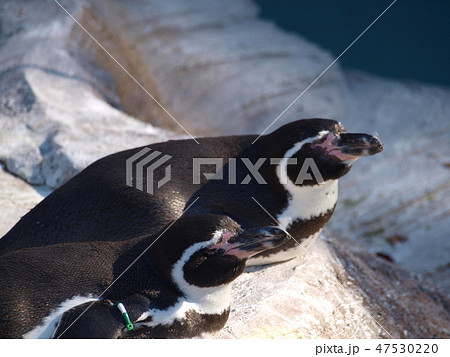 二匹のペンギンの写真素材 - PIXTA