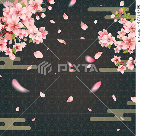 夜桜 背景 花びら 桜の写真素材