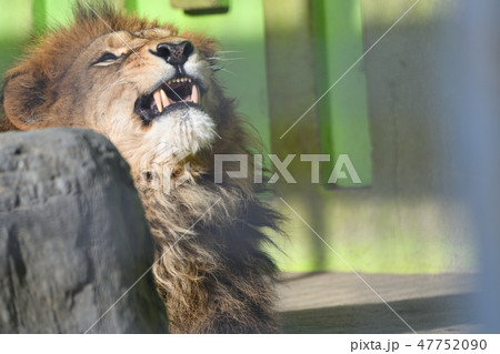 ライオン 猛獣 百獣の王 遠吠えの写真素材