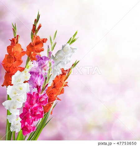 グラジオラス 花束の写真素材