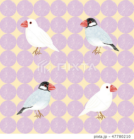 文鳥 かわいい 小鳥 鳥のイラスト素材 Pixta