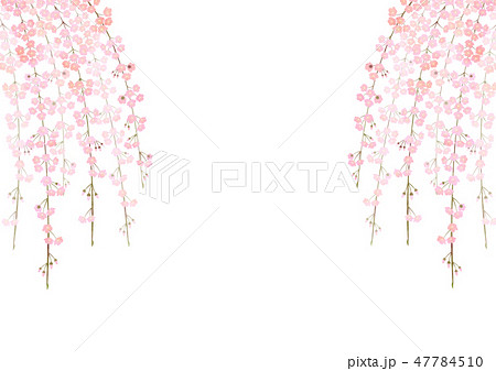 しだれ桜 桜の花 花 花見のイラスト素材