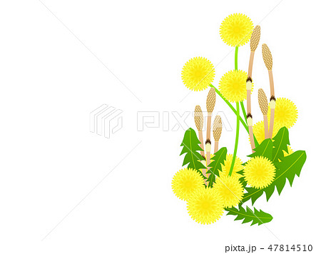 土筆 つくし たんぽぽ 春のイラスト素材 - PIXTA