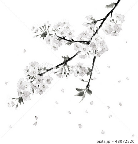 花 桜 墨 水墨画のイラスト素材