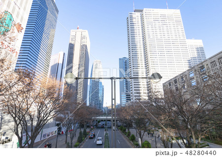 冬 街路樹 新宿 都庁の写真素材