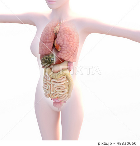 人体図 人体 人間 身体の写真素材