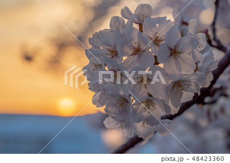 桜の木 夕日 桜 夕方の写真素材 - PIXTA