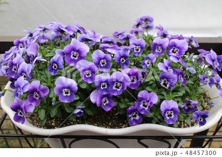 ビオレの写真素材 Pixta