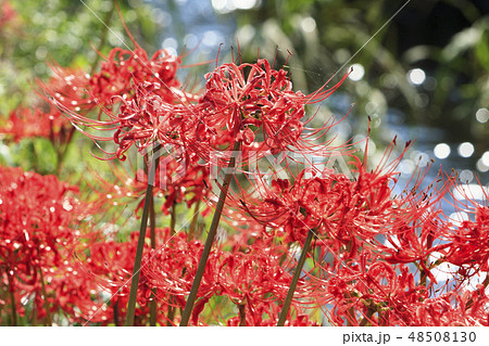幽霊花の写真素材