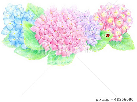 アジサイ 紫陽花 色鉛筆画 梅雨のイラスト素材 - PIXTA