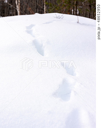 テン 動物 足跡 雪の写真素材 Pixta