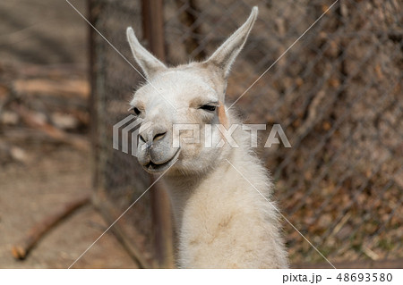 ラマ リャマ らま ほ乳類の写真素材